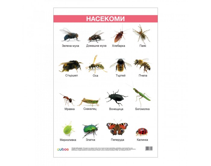 Office 1 Ученическо табло ''Насекоми'', ламинирано, 50 x 70 cm