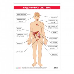 Office 1 Ученическо табло ''Ендокринна система'', 70 x 100 cm - Papetărie