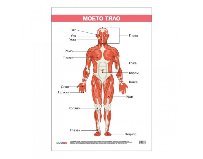 Office 1 Ученическо табло ''Моето тяло'', ламинирано, 50 x 70 cm
