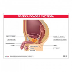 Office 1 Ученическо табло ''Мъжка полова система'', 100 x 70 cm - Papetărie