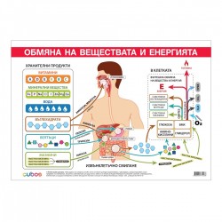 Office 1 Ученическо табло ''Обмяна на вещества и енергия'', 100 x 70 cm - Papetărie