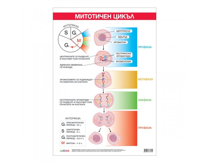 Office 1 Ученическо табло ''Митотичен цикъл'', 70 x 100 cm