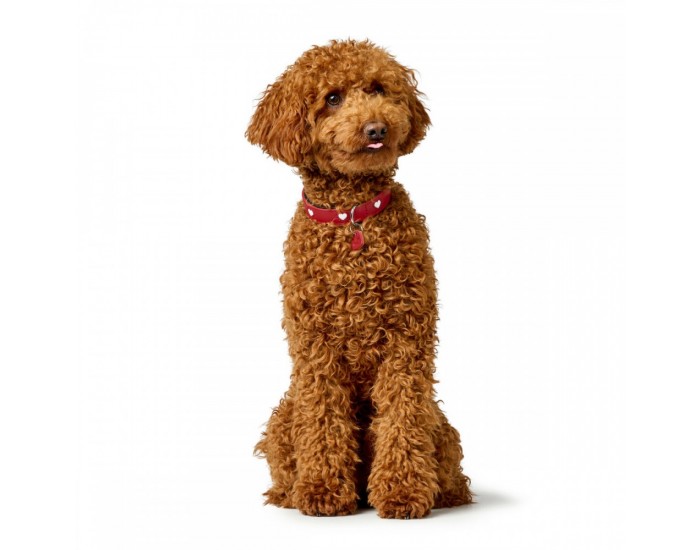Кучешки Нашийник Hunter Love XS/S 30-34 cm Rojo/Blanco