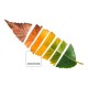 Покривало за одеяло Leaf Pantone - Размери - Легло 135 (220 x 220 см)