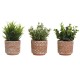 Декоративно Растение Home ESPRIT полиетилен Цимент 12 x 12 x 17 cm (3 броя)
