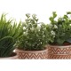 Декоративно Растение Home ESPRIT полиетилен Цимент 12 x 12 x 17 cm (3 броя)