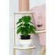Декоративно Растение DKD Home Decor Черен Зелен PVC PP (20 x 20 x 30 cm)