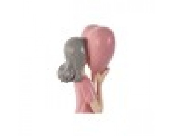 Декоративна фигурка Home ESPRIT Розов chica 10 x 8,5 x 31 cm