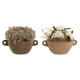 Декоративно Растение Home ESPRIT Цвете 22 x 22 x 14 cm (2 броя)