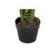 Декоративно Растение DKD Home Decor полиетилен Зелен 40 x 40 x 120 cm Град
