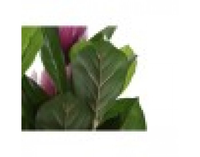 Декоративно Растение DKD Home Decor Розов Зелен PE (60 x 60 x 125 cm)