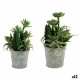 Декоративно Растение Ibergarden XD18-1182A-B Пластмаса Цимент 15 x 24 x 15 cm (12 броя)