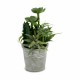 Декоративно Растение Ibergarden XD18-1182A-B Пластмаса Цимент 15 x 24 x 15 cm (12 броя)