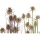 Декоративно Растение DKD Home Decor Люляк Светло розово PVC PE (40 x 40 x 150 cm) (2 броя)