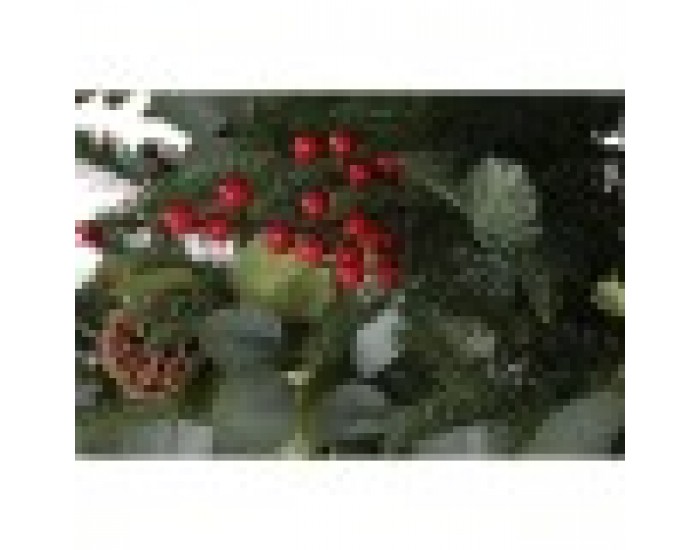 Коледно дърво Home ESPRIT Червен Зелен PVC Метал 95 x 95 x 150 cm