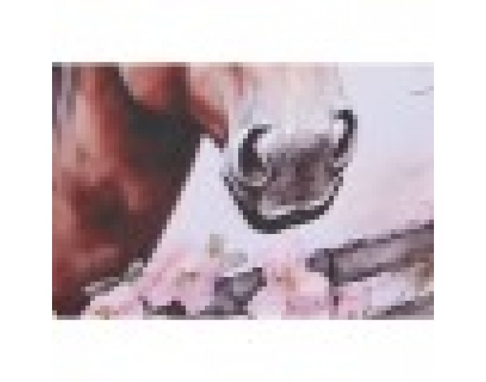 Картина Home ESPRIT Бежов Розов Пластно Дървен MDF Кон Shabby Chic 80 x 2,5 x 60 cm (2 броя)