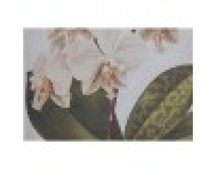Картина Home ESPRIT Тропически Орхидея 50 x 2,5 x 70 cm (2 броя)