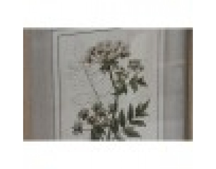 Картина Home ESPRIT Shabby Chic Ботанически растения 30 x 2 x 40 cm (6 броя)