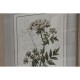 Картина Home ESPRIT Shabby Chic Ботанически растения 30 x 2 x 40 cm (6 броя)