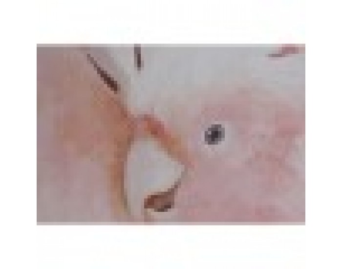 Картина Home ESPRIT Папагал Тропически 100 x 4 x 140 cm (2 броя)