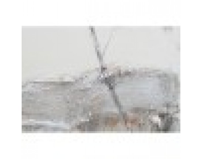 Картина DKD Home Decor Пластно Дървета (2 pcs) (100 x 3.8 x 100 cm)