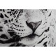 Картина DKD Home Decor Леопард Колониален (100 x 2,5 x 100 cm) (2 броя)