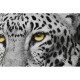 Картина DKD Home Decor Колониален Джунгла (67 x 3 x 93 cm) (3 броя)