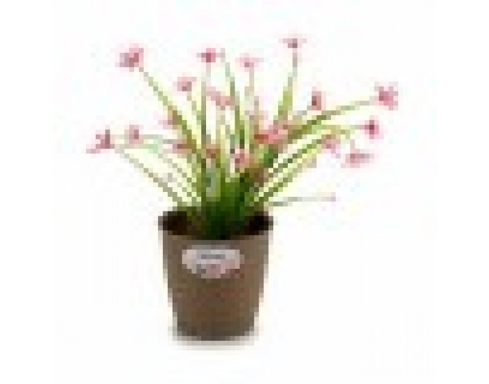 Саксия Stefanplast Кафяв Пластмаса 14 x 13 x 14 cm (12 броя)