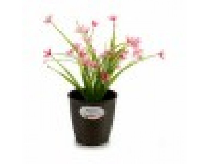 Саксия Stefanplast Пластмаса 14 x 13 x 14 cm (12 броя)