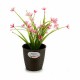 Саксия Stefanplast Пластмаса 14 x 13 x 14 cm (12 броя)