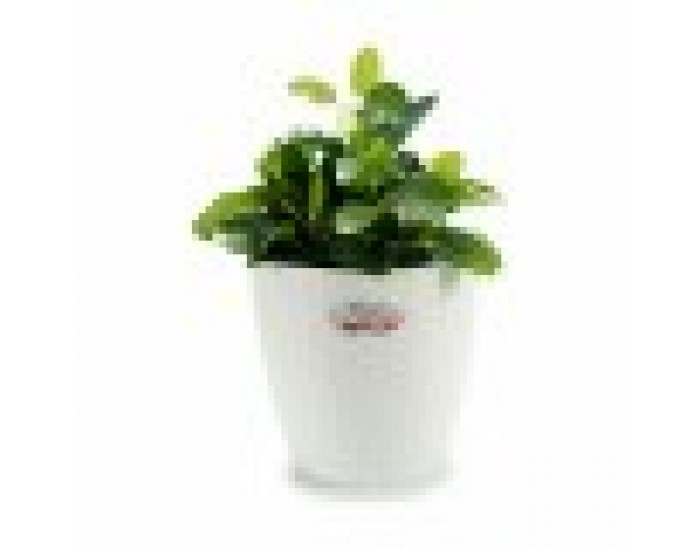 Саксия Stefanplast Бял Пластмаса 24 x 22,5 x 24 cm (6 броя)