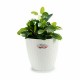 Саксия Stefanplast Бял Пластмаса 24 x 22,5 x 24 cm (6 броя)