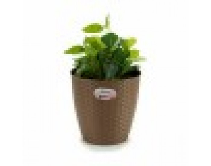 Саксия Stefanplast Кафяв Пластмаса 24 x 22,5 x 24 cm (6 броя)