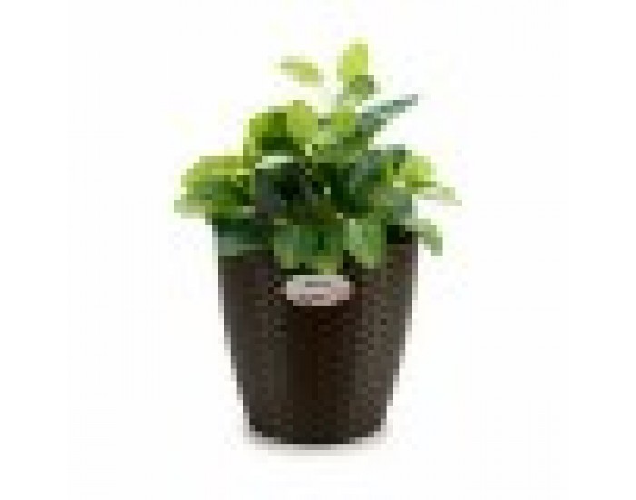 Саксия Stefanplast Пластмаса 24 x 22 x 24 cm (6 броя)