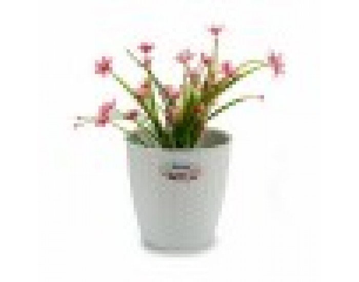 Саксия Stefanplast Бял Пластмаса 19 x 17,5 x 19 cm (12 броя)