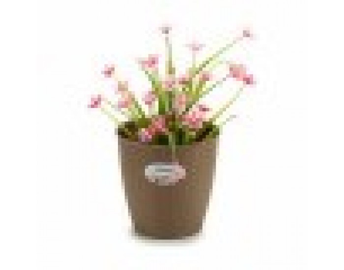 Саксия Stefanplast Кафяв Пластмаса 19 x 17,5 x 19 cm (12 броя)