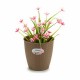 Саксия Stefanplast Кафяв Пластмаса 19 x 17,5 x 19 cm (12 броя)