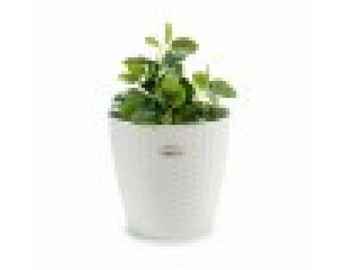 Саксия Stefanplast Бял Пластмаса 29 x 27 x 29 cm (6 броя)