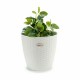 Саксия Stefanplast Бял Пластмаса 29 x 27 x 29 cm (6 броя)