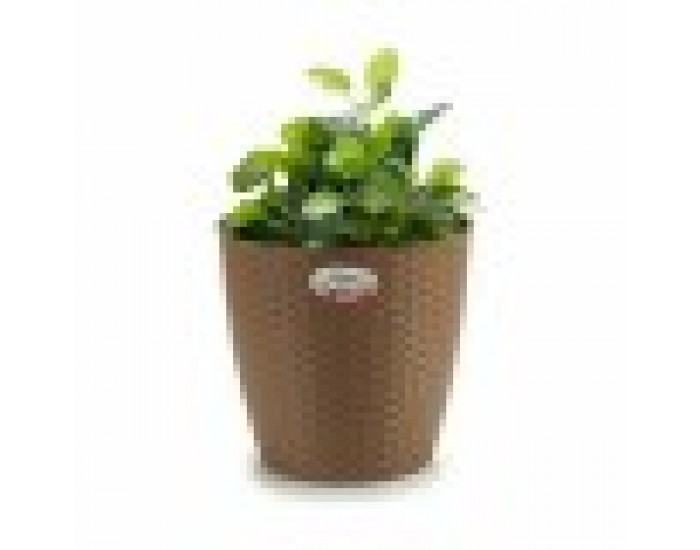 Саксия Stefanplast Кафяв Пластмаса 29 x 27 x 29 cm (6 броя)