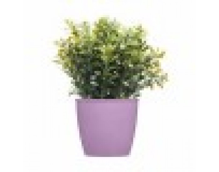 Саксия Stefanplast Academy Пластмаса 11,3 x 10 x 11,3 cm (60 броя)