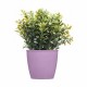 Саксия Stefanplast Academy Пластмаса 11,3 x 10 x 11,3 cm (60 броя)