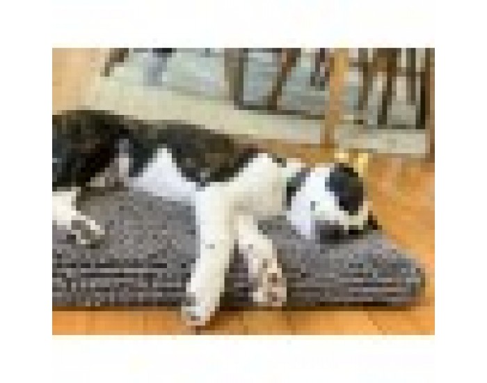 Легло за Куче Dog Gone Smart 53 x 76 cm Сив