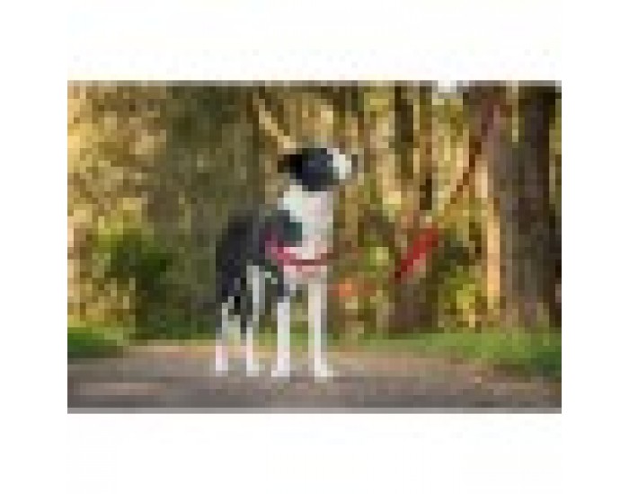 Каишка за Куче Red Dingo 30-42 cm Червен XS