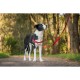 Каишка за Куче Red Dingo 42-59 cm Червен S/M