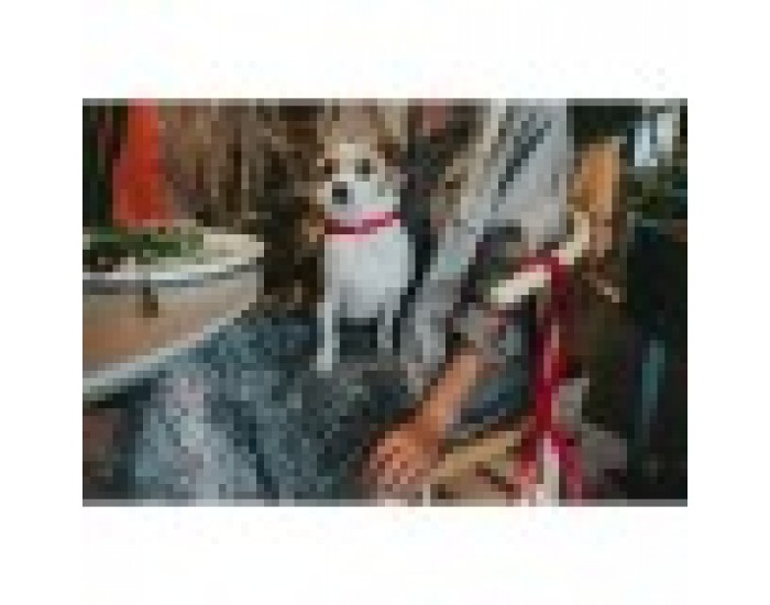 Кучешки Нашийник Hunter Convenience 47-55 cm Фуксия L