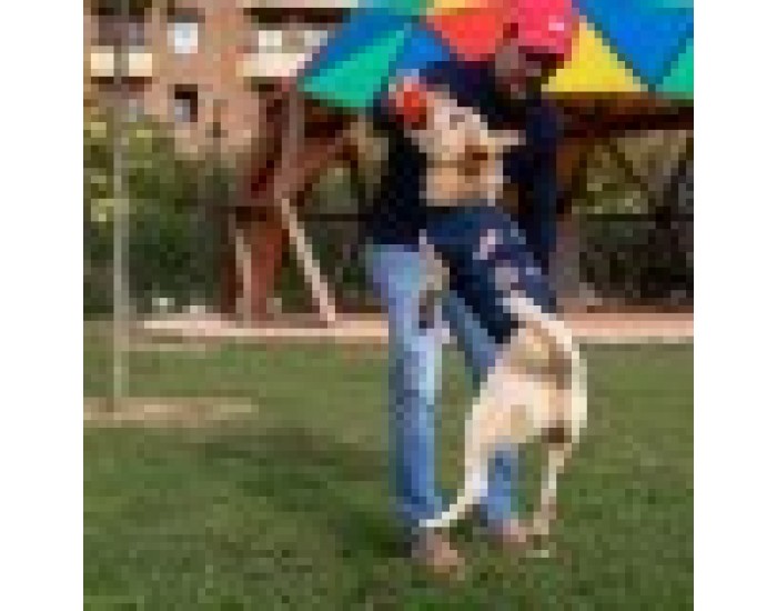 Dog Jacket Marvel Син XS