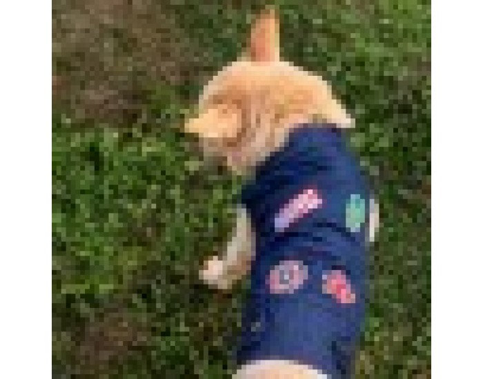Dog Jacket Marvel Син XS