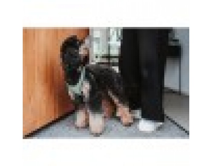 Каишка за Куче Hunter Comfort Зелен 30-35 cm