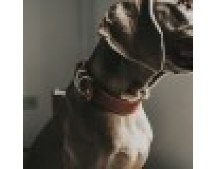Кучешки Нашийник Hunter Aalborg, 20-24 cm, За домашен любимец